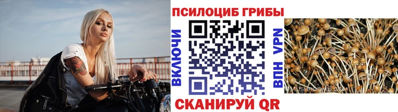 Купить где  Мариинск  Псилоцибиновые грибы MAGIC MUSHROOMS 